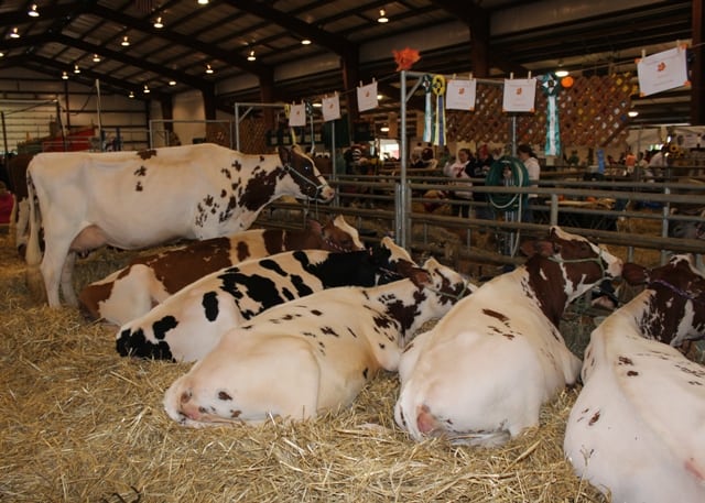 Durham Fair Cows