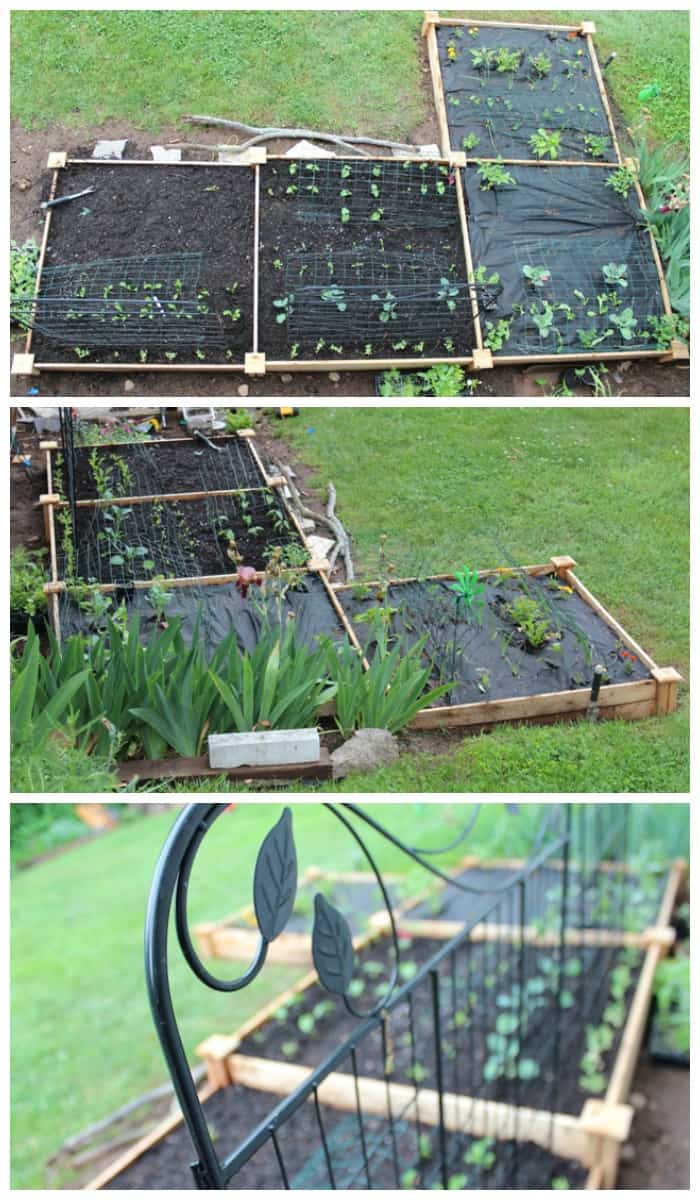 raised garden beds in a yard