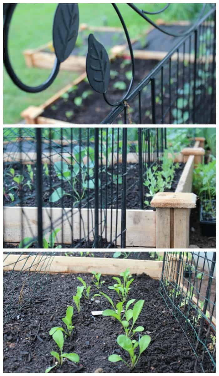 close up of a raised garden bed