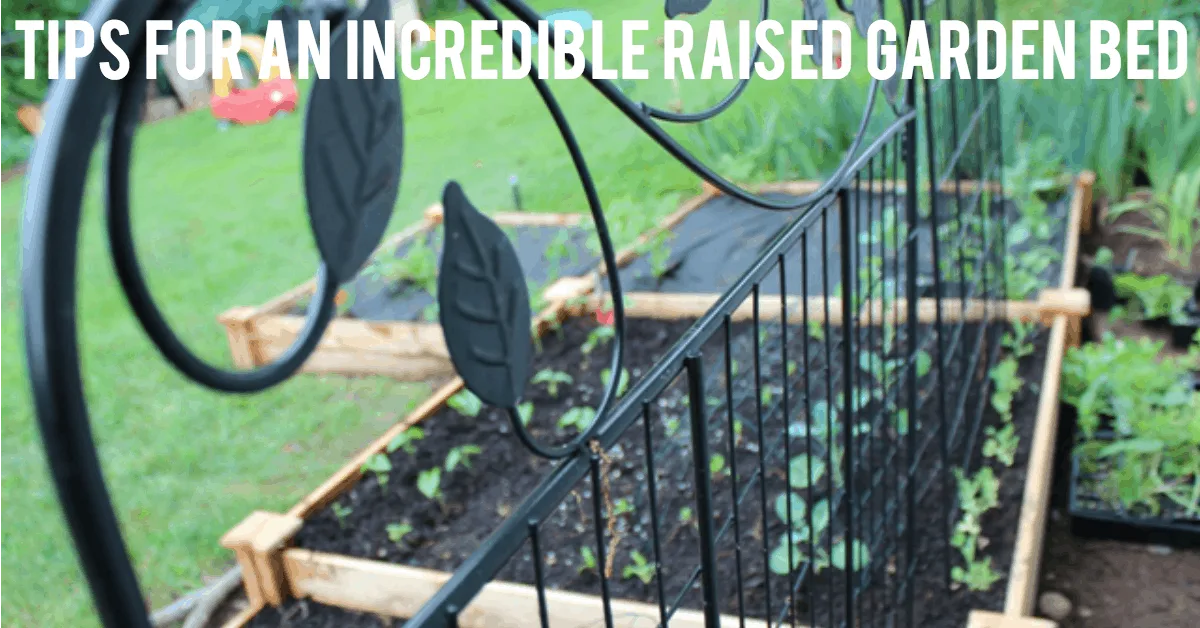 raised garden bed in a yard