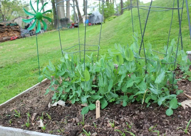 spring garden peas