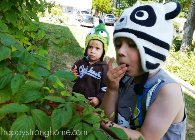 Picking Raspberries