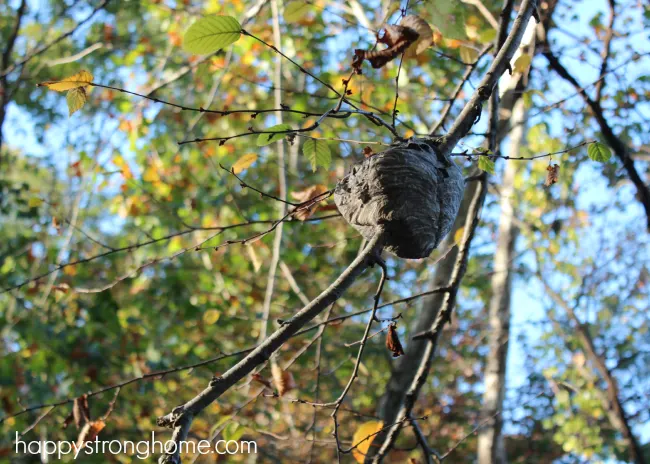 paper wasp nest