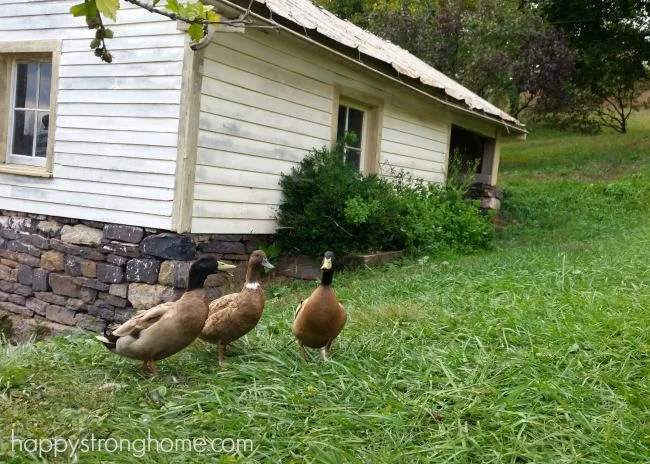 Greene Kitchen Farm Pennsylvania