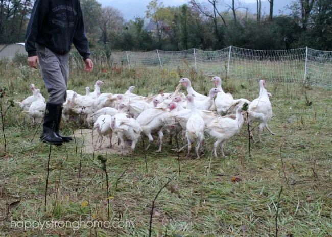 Greene Kitchen Farm Pennsylvania