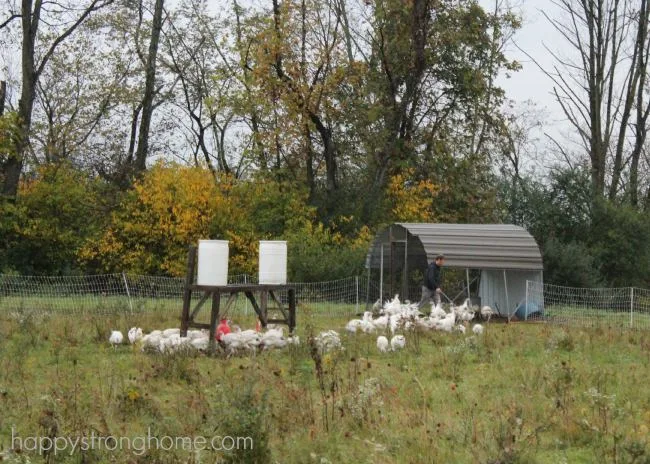 Greene Kitchen Farm Turkeys on the loose