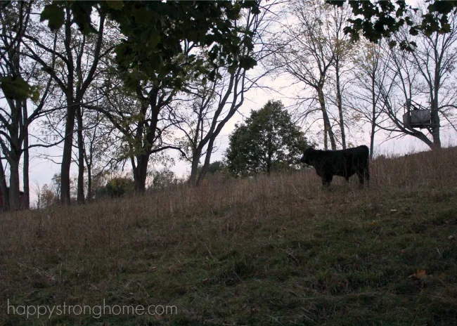 Greene Kitchen Farm Twilight