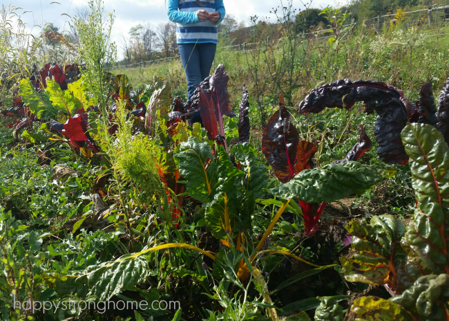 Greene Kitchen Farms swiss chard