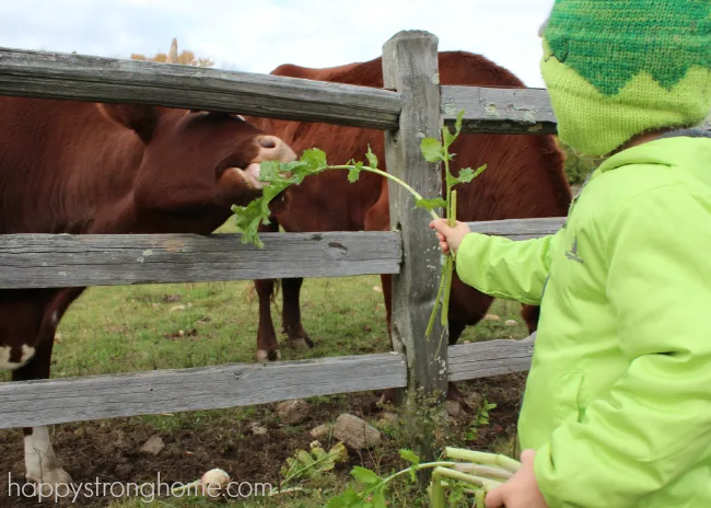 Hurst Family Farms Hayrides in Connecticut