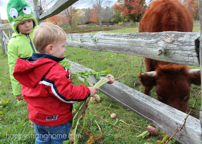 Hurst Family Farms Hayrides in Connecticut