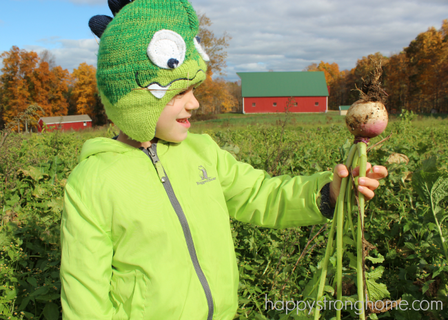 Hurst Farm Turnips