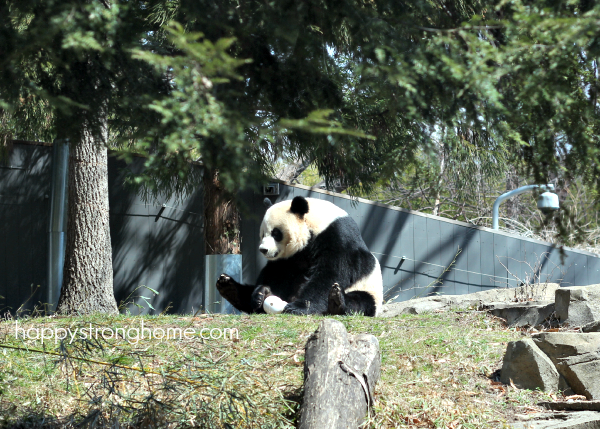 national zoo panda