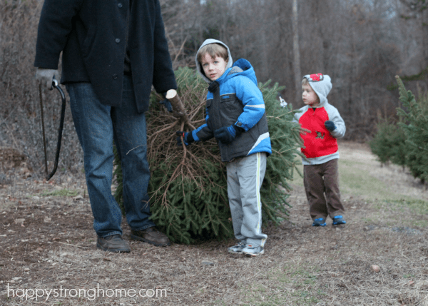 finding a fresh cut christmas tree