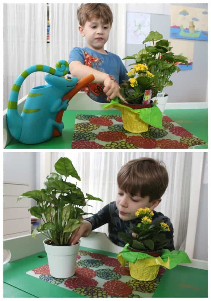 plant watering activity