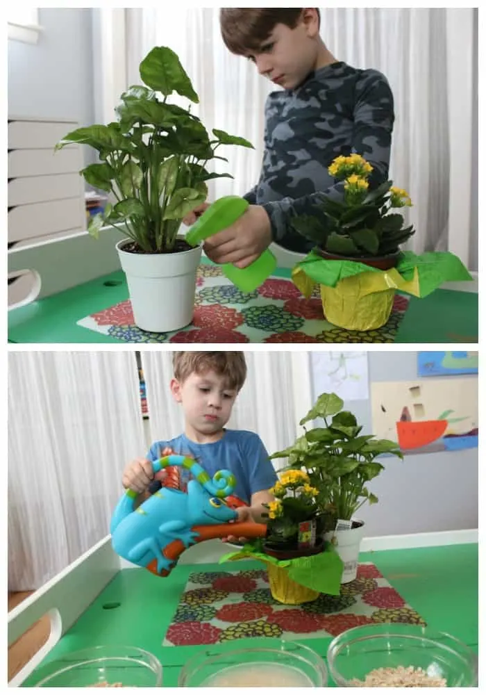 plant watering activity