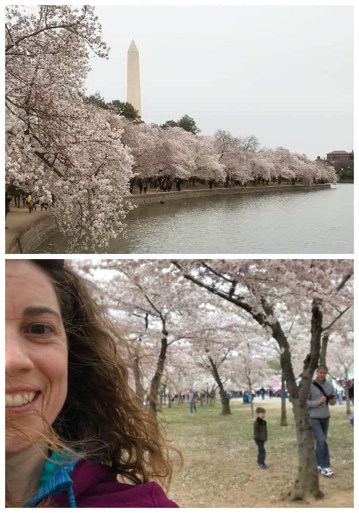 What to See in Washington DC Cherry Blossoms