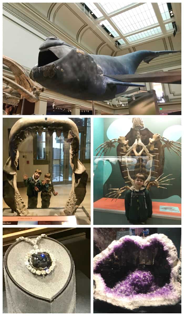 What to See in Washington DC Natural History Museum