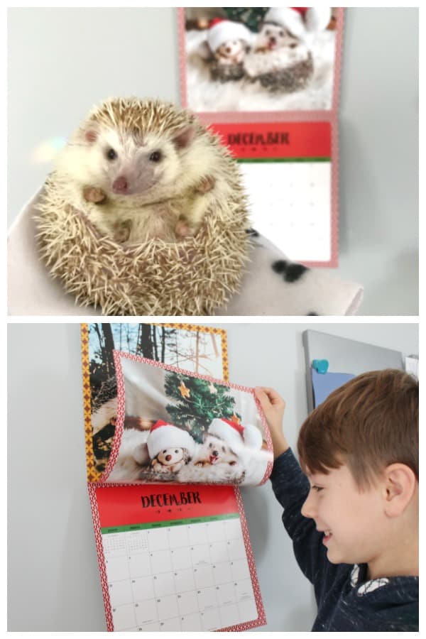 hedgehog calendar gift idea
