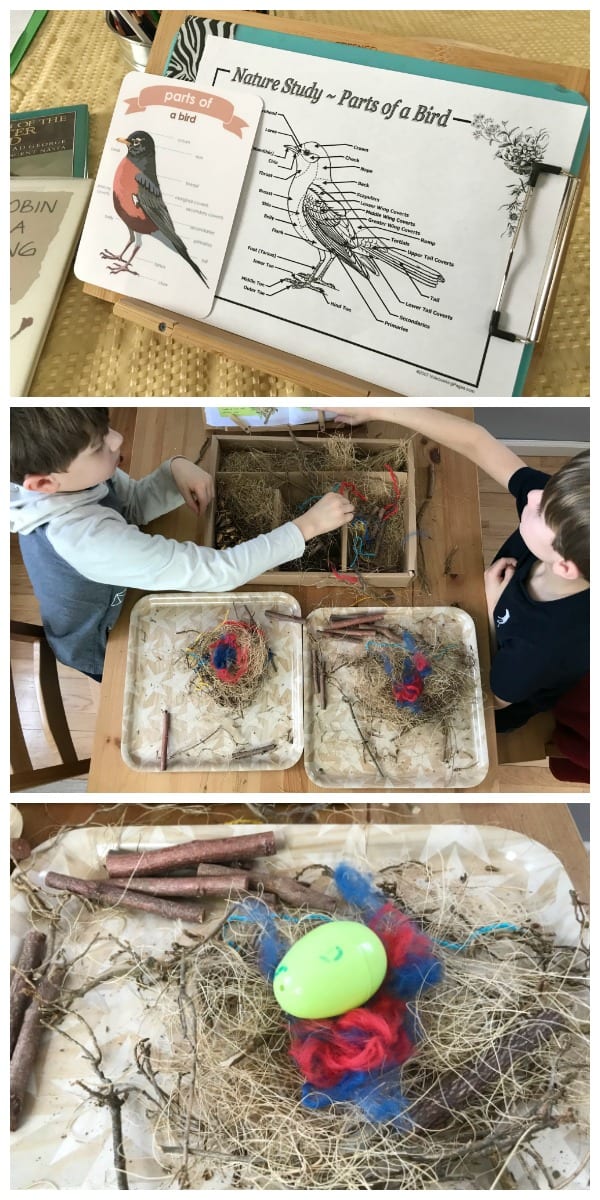 Collage with bird anatomy sheet at top, children making nest at center, and finished nest at bottom