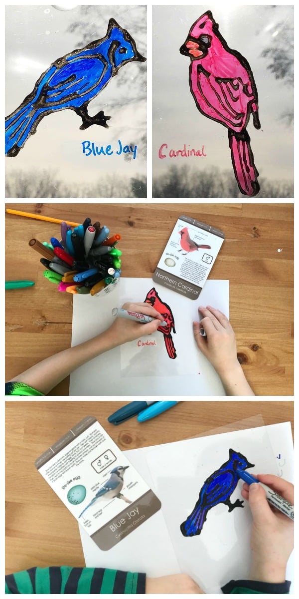 Collage with drawn birds at top, child drawing cardinal at center, and child drawing blue jay at bottom