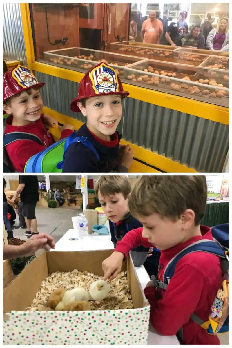 Boys at a fair watching chickens hatch from eggs