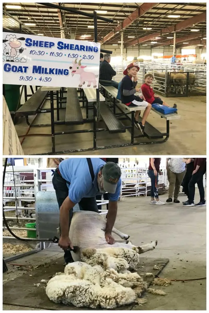 The Big E Sheep Shearing