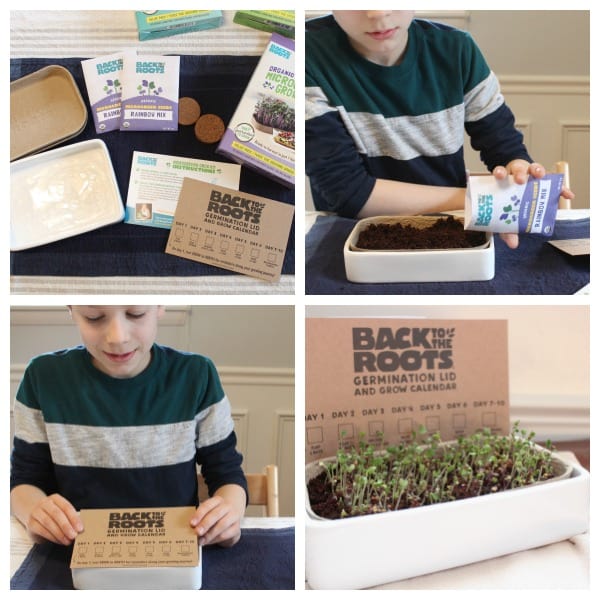 Collage of boy planning micro greens seeds