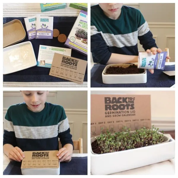 Collage of boy planning micro greens seeds