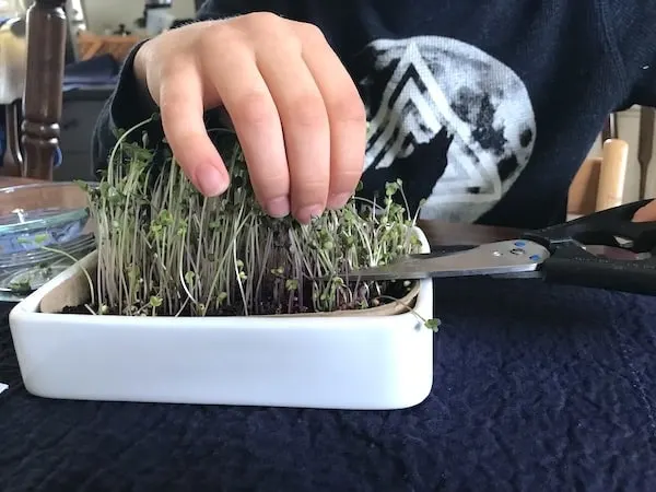 Close up of micro greens growing in a dish