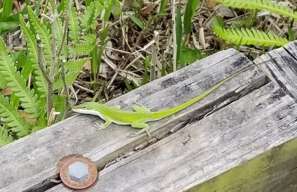 A lizard located on a wood fence
