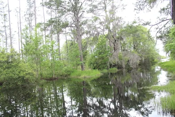 A tree in a swamp