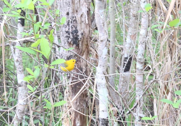 A bird that is standing in a forest