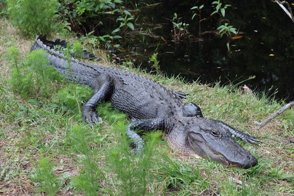 A close up of a reptile