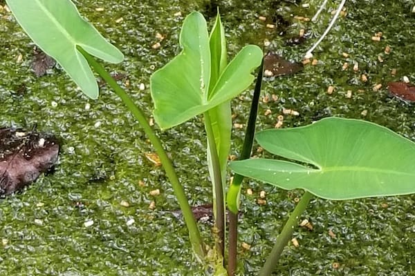 A group of green plants